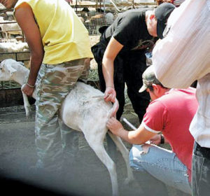 Sheep Artificial Insemination